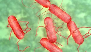 Thương hàn là 1 bệnh nhiễm khuẩn toàn thân do trực khuẩn Salmonella gây nên