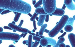 Men vi sinh chứa các sinh vật sống – chủng vi khuẩn có lợi để bổ sung vào quần thể vi khuẩn khỏe mạnh trong đường ruột