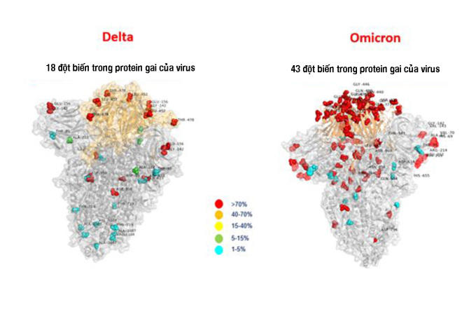 Hình ảnh so sánh lượng đột biến giữa Delta và Omicron. 